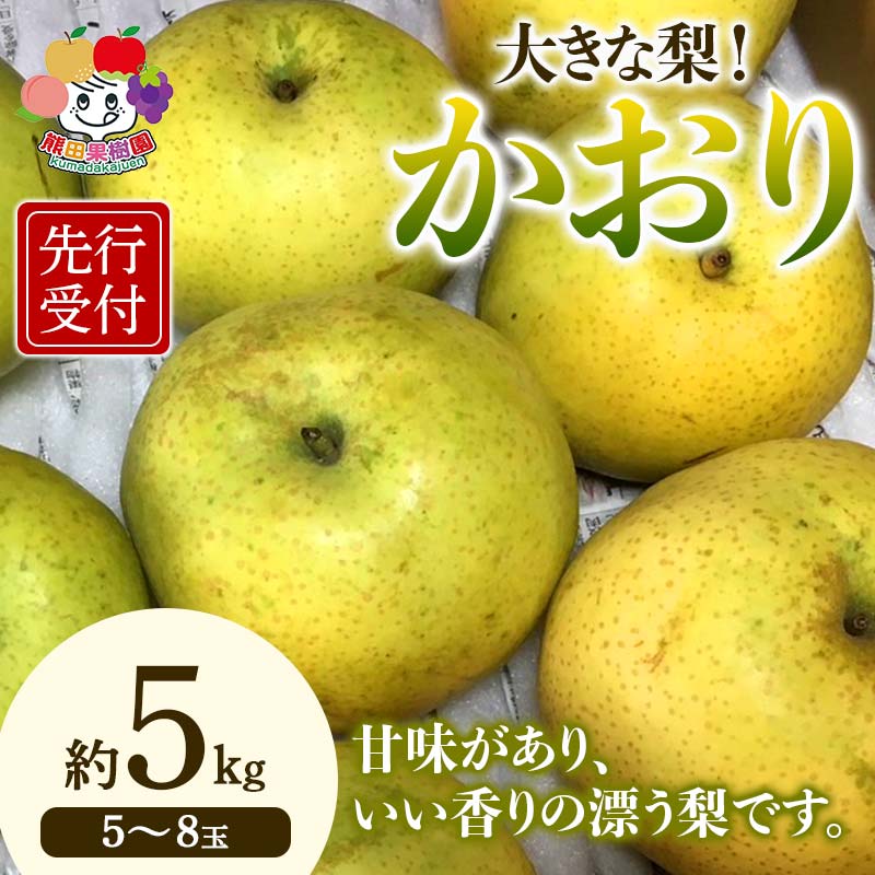 【ふるさと納税】＜先行予約＞大きな梨 かおり 約5kg（5～8玉） 梨 なし ナシ 梨 デザート フルーツ 果物 くだもの 果実 食品 F23R-941