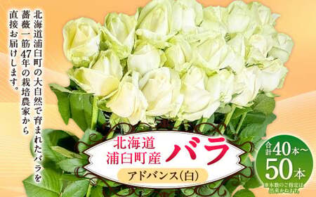 バラ アドバンス（白）（40‐50本）| 花 バラ 薔薇 ローズ 生花 白 贈り物 プレゼント ギフト【2026年11月下旬頃迄発送予定】