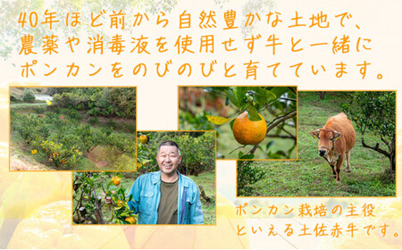 ＜先行予約＞牛が育てる！コクうまポンカン＜5kg＞Mサイズ　ko10 【小池農園】