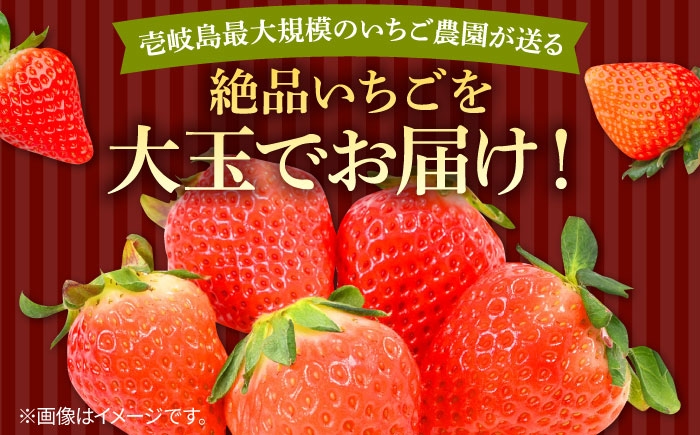 いちご イチゴ 苺 果物 フルーツ スイーツ スムージー