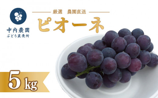 【 先行予約 】 ピオーネ 5kg 《 2026年 8月 上旬 ～ 順次発送 》フルーツ ぶどう 葡萄 期間限定 旬 産地直送 農家直送 産直 贈答 家庭用 ギフト 中内農園 ぶどう 直売所 徳島県 阿波市