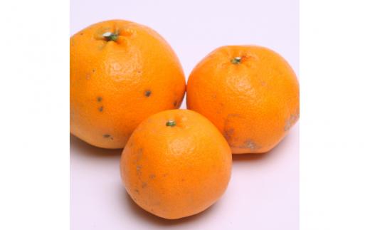 ＜2月より発送＞【先行予約】家庭用はるみ10kg+250g（傷み補償分）【デコポンの姉妹品種・新食感春みかん】【光センサー選別】【わけあり・訳あり】【ikd230】
