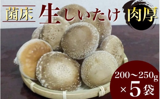 生椎茸 5袋セット 計 1kg以上 のんびりすくすく育った 菌床しいたけ｜生しいたけ 生シイタケ しいたけ きのこ キノコ 茸 野菜 京都 国産 肉厚 ※～2025年1月中旬頃に順次発送予定