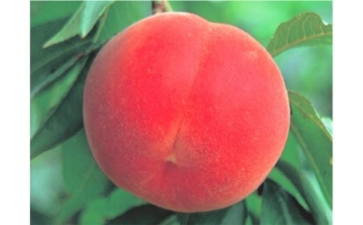 
            No.2627【先行予約　限定30箱】 ふくしまのもも 瑞穂（みずほ）約1.7kg【2025年発送】
          