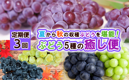 【定期便3回】ぶどう5種の癒し便 【令和7年産先行予約】FS24-791