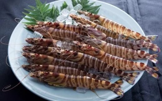 B-16　大活き車えび500g　【山口県光・熊毛地区栽培漁業協会】（１２月発送分）