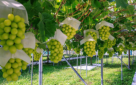 《先行予約》2026年産 シャインマスカット ダイヤパック 250g×2パック やまのべ多田農園のぶどう ブドウ F21A-312