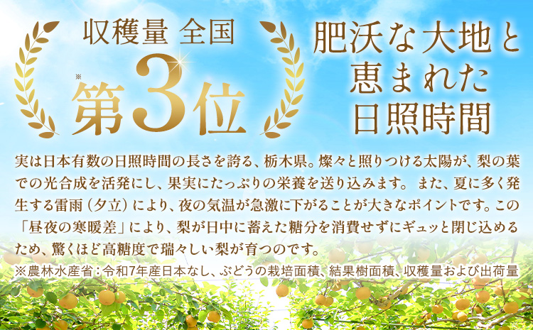 先行予約 旬の梨 約8kg 幸水 豊水 あきづき 新高 にっこり《8月上旬-10月中旬頃出荷予定》 栃木県 野木町 なし ナシ くだもの 果物 青果物 フルーツ