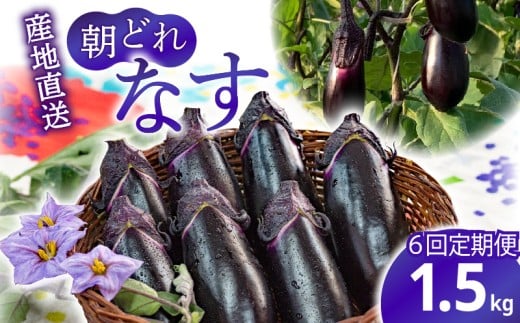 【6回定期便】朝採れナス 約1.5kg 茄子 ナス 国産 高知 農家直送 野菜 ベジタブル 新鮮 なす 薄皮 焼きナス 美容 健康 朝どれ 焼き肉 アウトドア BBQ 和食 洋食 中華 おかず なすび せんとうふぁーむ常温 栽培 農業 地産地消 旬 夏野菜 ヘルシー ビタミン ミネラル 食物繊維 アントシアニン ポリフェノール 料理 家庭菜園 レシピ 安芸市 高知県