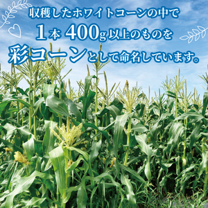 白いとうもろこし 彩コーン 約4kg 10本 《2026年6月～7月発送》 ホワイトコーン とうもろこし とうもろこし