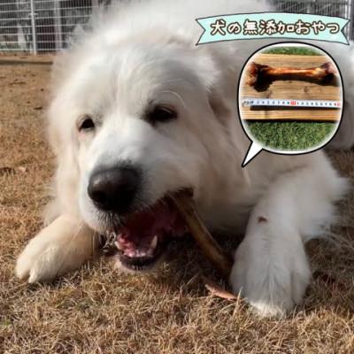 ふるさと納税 吉野ヶ里町 犬のおやつ☆天然いのししの骨ガム☆大型犬向け |  | 01