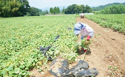 収穫は7月中旬から。暑さの中、農作業が続きます。