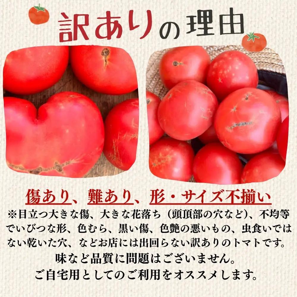 訳アリ 大玉トマト 麗月 1kg≪谷下農園 有機JAS認証農園の完熟トマト≫ トマト 【61-17】