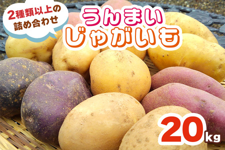 うんまいじゃがいも 20kg (2種類以上の詰め合わせ) [数量限定／期間限定] 8月中旬より順次発送｜じゃがいも ジャガイモ ポテト 馬鈴薯 とうや ノーザンルビー レッドムーン メークイン 産地直送 農家直送 甘楽町産 国産 群馬県産 吉田農場 [0221]