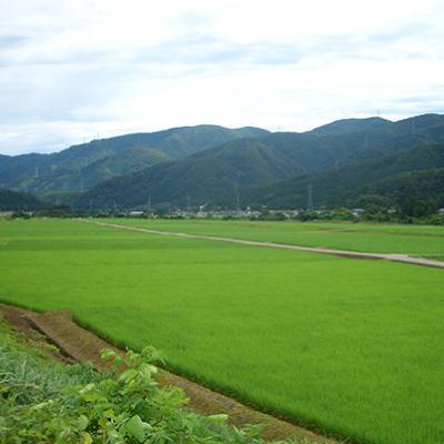 ふるさと納税 白山市 やまだ農場の鳥越こしひかり5kg　白米 |  | 02