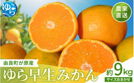 ＼レビューキャンペーン中／【先行予約】和歌山県産 ゆら早生みかん 約9kg  ※2025年10月中旬頃より順次発送予定 / 和歌山県 柑橘 みかん 甘い 蜜柑 フルーツ 果物 くだもの 食品 人気  晩柑 おすすめ 送料無料 産地直送 由良町【kzmn006】