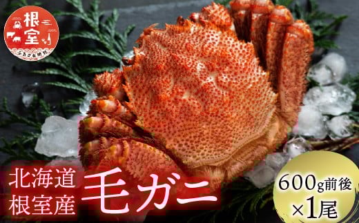 B-21006【年内配送可】 【北海道根室産】毛がに600g前後×1尾