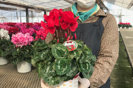 加須産シクラメン　５号鉢　受け皿セット 【おまかせ】 [A-32-3]　シクラメン