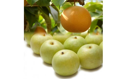 【先行予約】二十世紀梨と新甘泉のセット　３ｋｇ