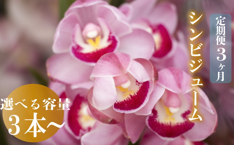 
            【12月から発送】 【定期便3ヶ月】 シンビジューム 切り花 訳あり 3~6本 お花 花 はな フラワー ブーケ 花束 インテリア 鑑賞 洋ラン 鉢 栽培 園芸 ガーデニング 早期予約 KN6000-all
          