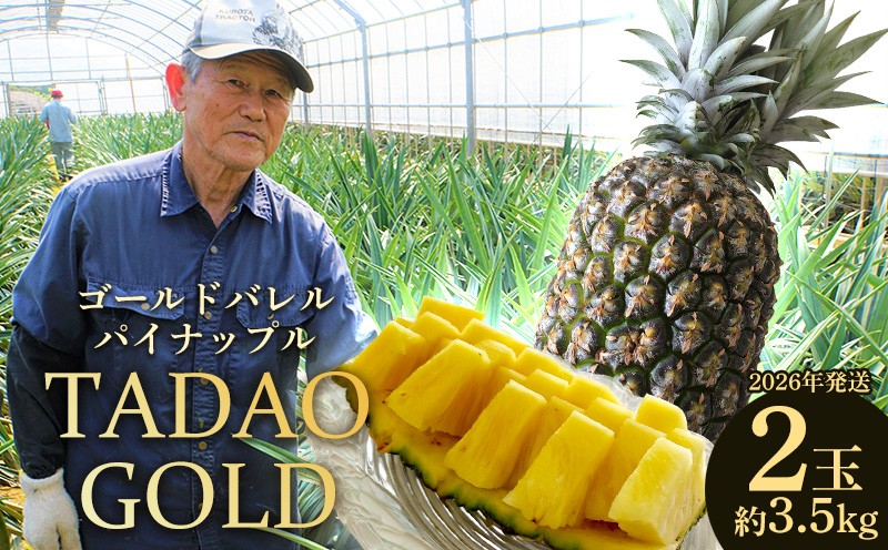 
            TADAO GOLD　2玉　約3.5kg（多冠芽含む）【ゴールドバレル】2026年発送 ゴールドバレル パインアップル タダオゴールド たまき ただお 逸品 パイン職人 最高級 国産パイン パイナップル パイン 匠 高級フルーツ 南国フルーツ 特別 希少 玉城忠男 農家直送 沖縄 東村
          