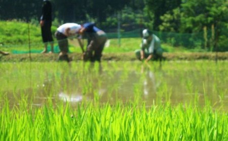 H4-04壱醸 純米大吟醸 無濾過原酒21 720ml（長岡市旧栃尾地区棚田産越淡麗100%）【越銘醸】
