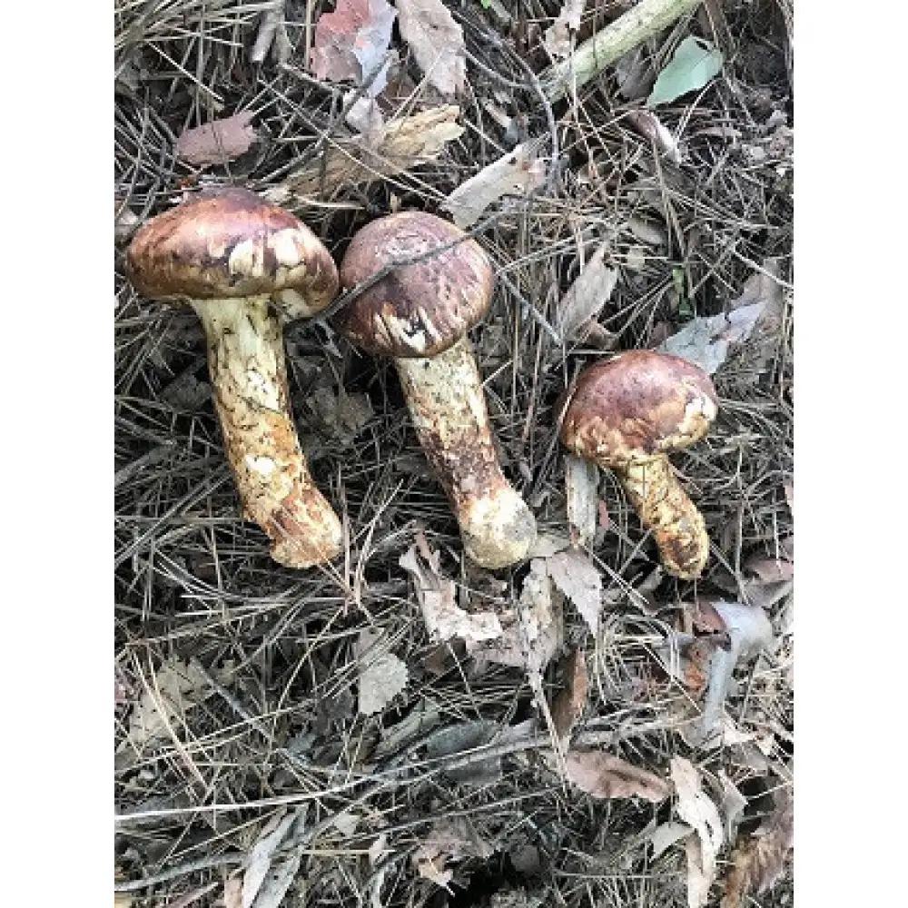 長野市収穫　松茸　約200g（2～3本） | 松茸