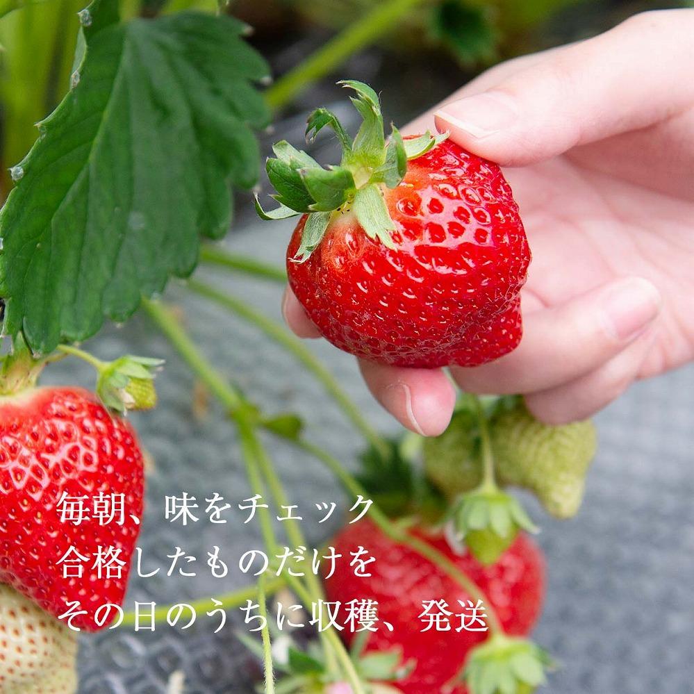 【2025年1月～4月納品分予約販売】★身近な人間関係のお祝いに★「完熟あまおう」3L～4Lミックス詰め合わせ900g入り