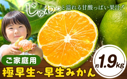 みかん 訳あり 極早生 早生 ご家庭用 サイズ不選別 約1.9kg《11月上旬-12月初旬頃出荷》徳島県 佐那河内村 わけあり みかん 柑橘類 わけありフルーツ 果物 フルーツ お取り寄せフルーツ