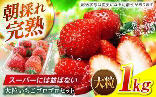 いちご 大粒 ゴロゴロセット (40g以上/粒) 完熟 苺 おいしい 美味しい イチゴ ストロベリー 果物 フルーツ 旬 甘い ジューシー デザート かおり野 ほしうらら スターナイト 恋みのり 紅ほっぺ ベリーポップ 特大 希少 ご褒美 高級 贅沢 定期便 農家直送 ギフト プレゼント 贈り物 贈答 おすすめ 人気 パフェ ケーキ ジャム 岐阜市 / セイントベリー [ANFX003]