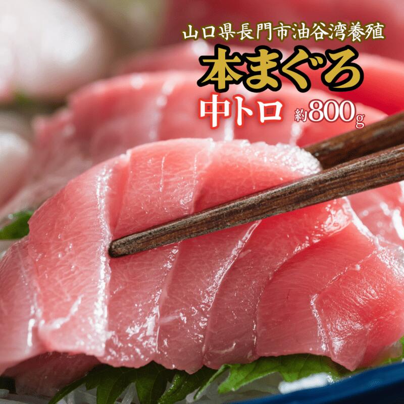 【ふるさと納税】長門産養殖本マグロ 中トロ柵 800g 鮪 山口県 長門市産 まぐろ 希少 養殖 脂乗り抜群 とろける 冷凍 柵 ギフト 贈答 (1347)