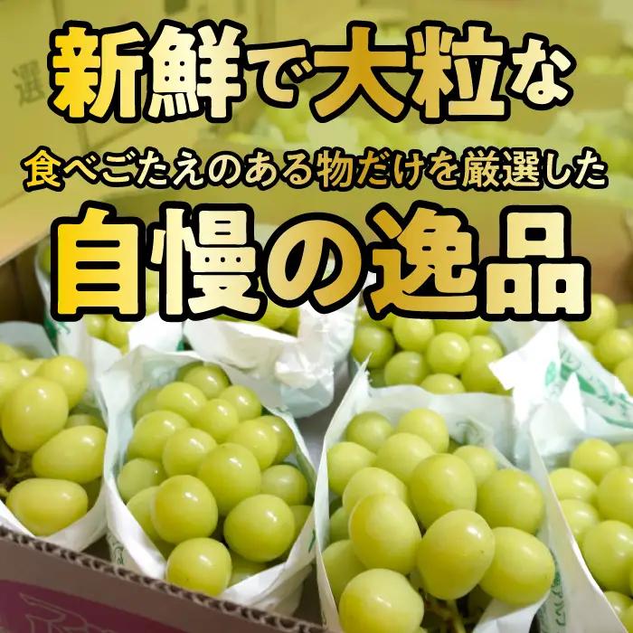＜2026年発送先行予約＞★TBSテレビ系列「ひるおび」で取り上げられました！★絶品！南アルプス市産シャインマスカット1.5kg ALPAA005 | 人気 山梨産 高評価 ランキング おすすめ |