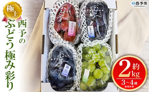 ＜西予の極上ぶどう極み彩り 約2kg＞ 果物 くだもの フルーツ ぶどう 葡萄 ブドウ 7種 詰め合わせ 食べ比べ 藤稔 瀬戸ジャイアンツ ゴルビー ピオーネ 紫玉 特産品 ファームNINOMIYA 愛媛県 西予市【冷蔵】『2026年8月中旬～9月中旬迄に順次出荷予定』