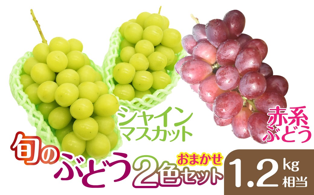 
                  【2026年発送】おまかせ！旬のぶどう2色セット1.2kg相当　［2026年　先行予約　ぶどう　葡萄　シャインマスカット　赤系ぶどう　マイハート　スカーレット　サンシャインレッド　クイーンニーナ　山梨県　笛吹市］ 157-049-26y
                