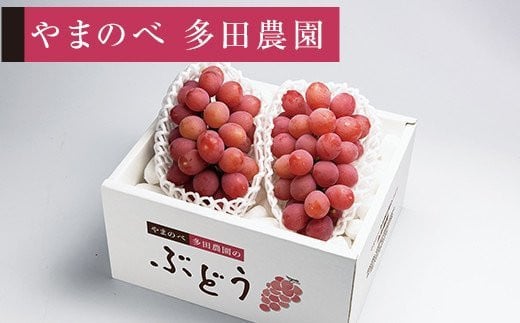 
            ≪2026年 先行予約≫クイーンニーナ 2～3房入り やまのべ多田農園のぶどう  ぶどう ブドウ 葡萄 デザート フルーツ 果物 くだもの 果実 食品 山形県 F2Y-2608
          
