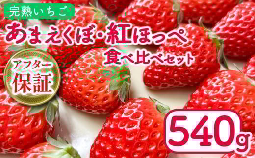 いちご 540g 紅ほっぺ あまえくぼ 食べ比べ セット ( 2026年 1月 発送開始 )  2パック 朝採れ 期間限定 人気 果物 フルーツ 新鮮 旬 冬 春 ケーキ ショートケーキ デザート ギフト 贈り物 贈答 イチゴ 苺 ストロベリー 徳島県 吉野川市 あんいちご園
