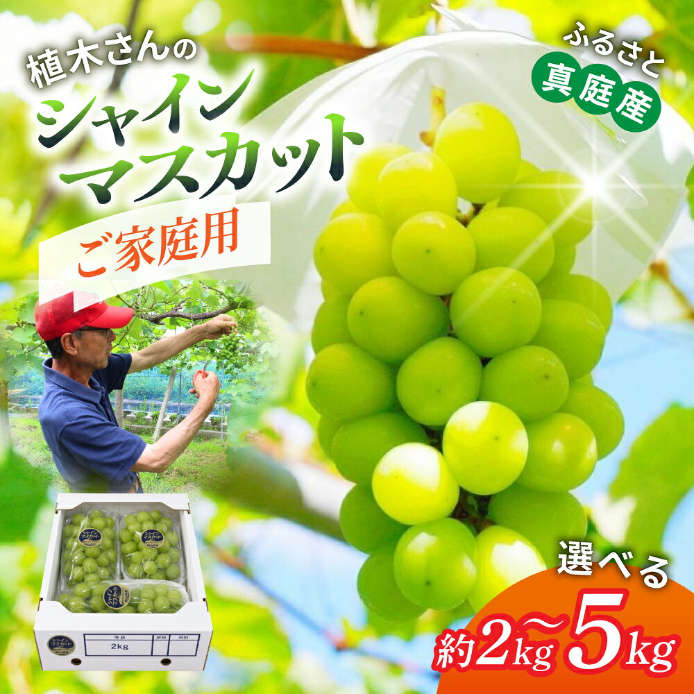【ふるさと納税】 〈ご家庭用〉岡山県産 シャインマスカット「晴天ぶどう」 約2kg ～ 約5kg｜ シャインマスカット 果物 フルーツ マスカット ますかっと くだもの 先行予約 ブドウ 葡萄 フルーツ 新着 人気 マスカット 産地直送 数量限定 食品 シャイン ぶどう