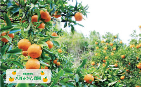 【 訳あり 】  7kg 先行予約 （発送期間：1月中旬～無くなり次第終了） 八百みかん農園 の 7000円 家庭用 7kg 先行 事前 予約 受付 不知火 はるみ 防腐剤 不使用 愛媛 産地直送 国