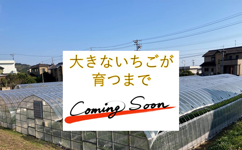 特大いちご(紅ほっぺ)　400g以上(7〜10粒、1粒40g以上)・O036-12 ／オオダケイチゴ 