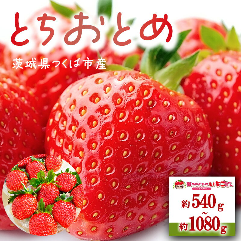 【ふるさと納税】茨城県産とちおとめ 約540g／約1080g | いちご イチゴ 苺 とちおとめ 果物 フルーツ 茨城県 つくば市