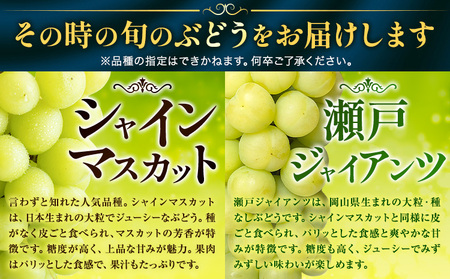 【2026年先行予約】くぼ農園 の ぶどう セレクション 約 2kg ( 3～4房 ) くぼ農園 《2026年9月上旬-10月上旬頃出荷(土日祝除く)》マスカット 送料無料 岡山県 浅口市 マスカット