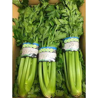 ふるさと納税 観音寺市 【2026年先行予約】ミニセロリ　約5kg |  | 01