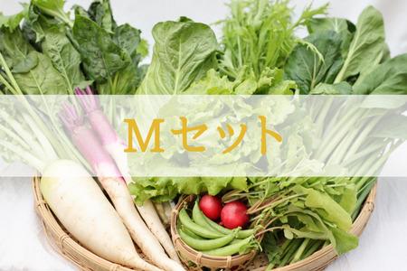 定期便　４カ月　信州北八ヶ岳からお届け～ちいさな畑セット～（Mサイズ　２～３人前）有機野菜〔NK-01-4〕