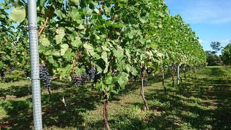 丘の上 幸西ワイナリー 2024 4種飲み比べセット | ワイン セット お酒 丘の上 幸西ワイナリー ノンバリック 長野県 塩尻市 