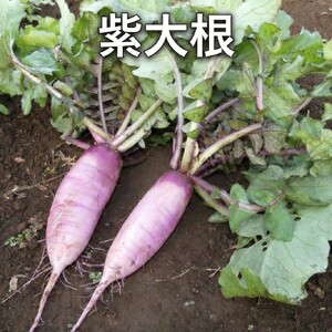 野菜 定期便 3ヶ月 2～4名様向け 野菜6種 セット＋加工品 旬の野菜 生野菜 やさい 新鮮 鮮度 産地直送 詰め合わせ 冷蔵 千葉 定期 お楽しみ 3回 