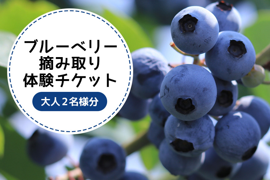 
                  ブルーベリー狩り体験チケット（大人2名様分）ブルーベリー ブルーベリー狩り フルーツ 果物 フルーツ狩り チケット 体験 ジュース ビタミンE アントシアニン ギフト 贈り物 茨城県産 人気 プレゼント 楽しい 季節 農園 果物狩り 9-Q
                