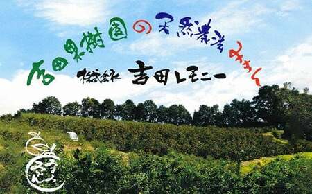 【先行受付】はるか 約3kg（15玉～20玉）【吉田レモニー】【2025年2月上旬～2025年5月下旬発送】みかん 柑橘