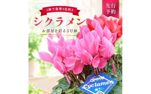シクラメン 3色咲き 5号鉢 先行予約 花 お花 ガーデンシクラメン 赤 白 ピンク ギフト フラワーギフト 鉢花 鉢植え ギフト プレゼント 贈答 小関園芸 OZ-Plants F6M-319