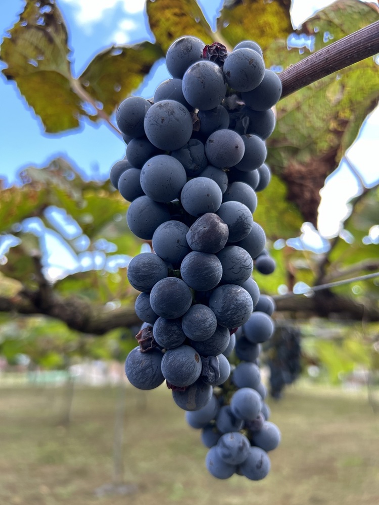 ブドウ ジュース ジャム 伊那市産 山ぶどうジュース 720ml 1本 ＆ 山ぶどうジャム 140g 2個 セット | 飲料 加工品 セット 山ぶどう 山葡萄 ぶどう 信州大学 信大W-3 ポリフェノ