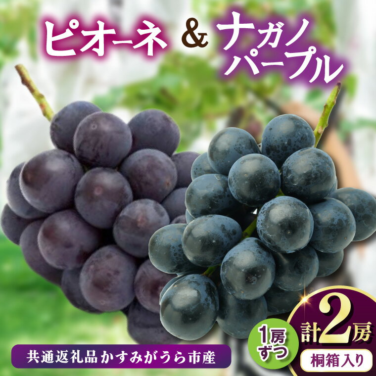【ふるさと納税】桐箱入りナガノパープル1房・ピオーネ1房　県内共通返礼品:かすみがうら市産【配送不可地域：離島・沖縄県】 (BR165)